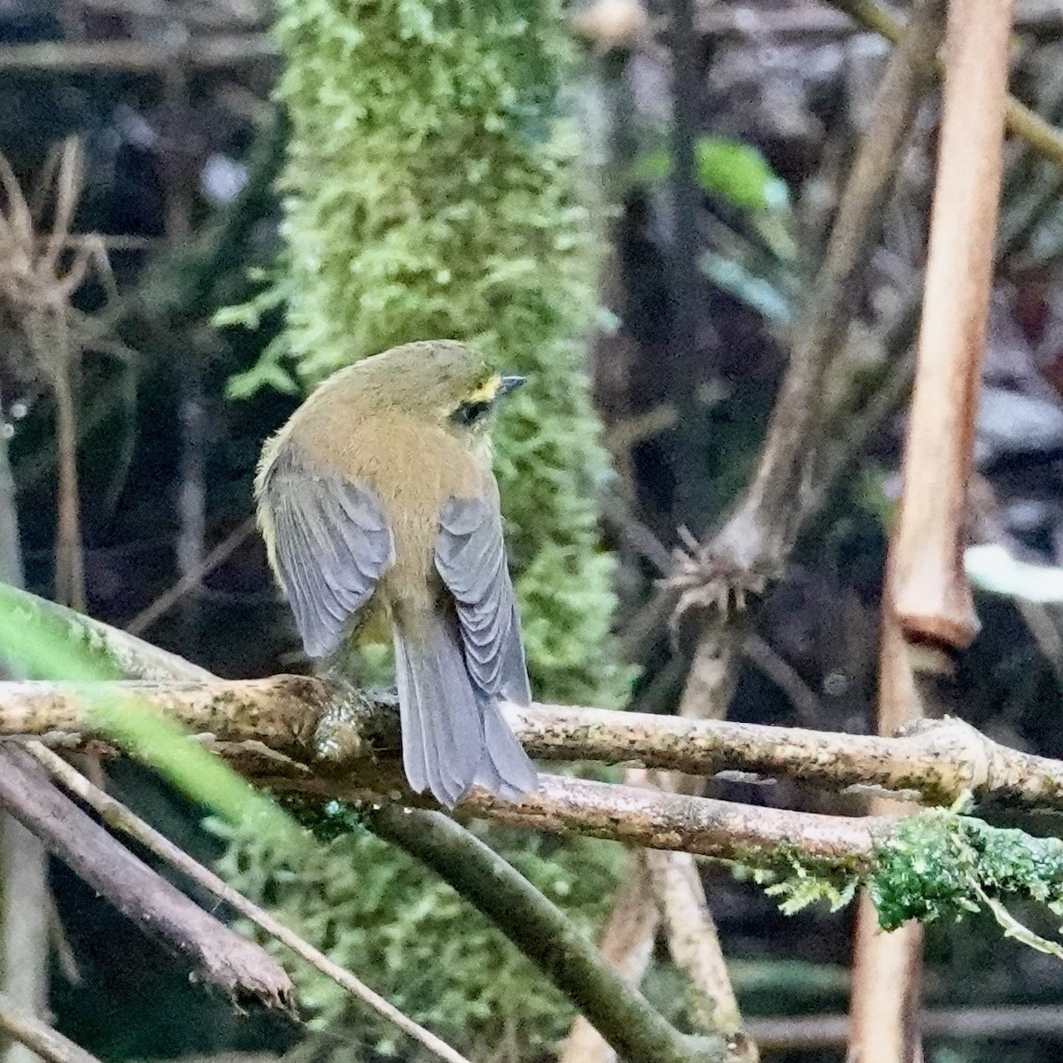 Yellow-bellied Chat-Tyrant - ML622852660