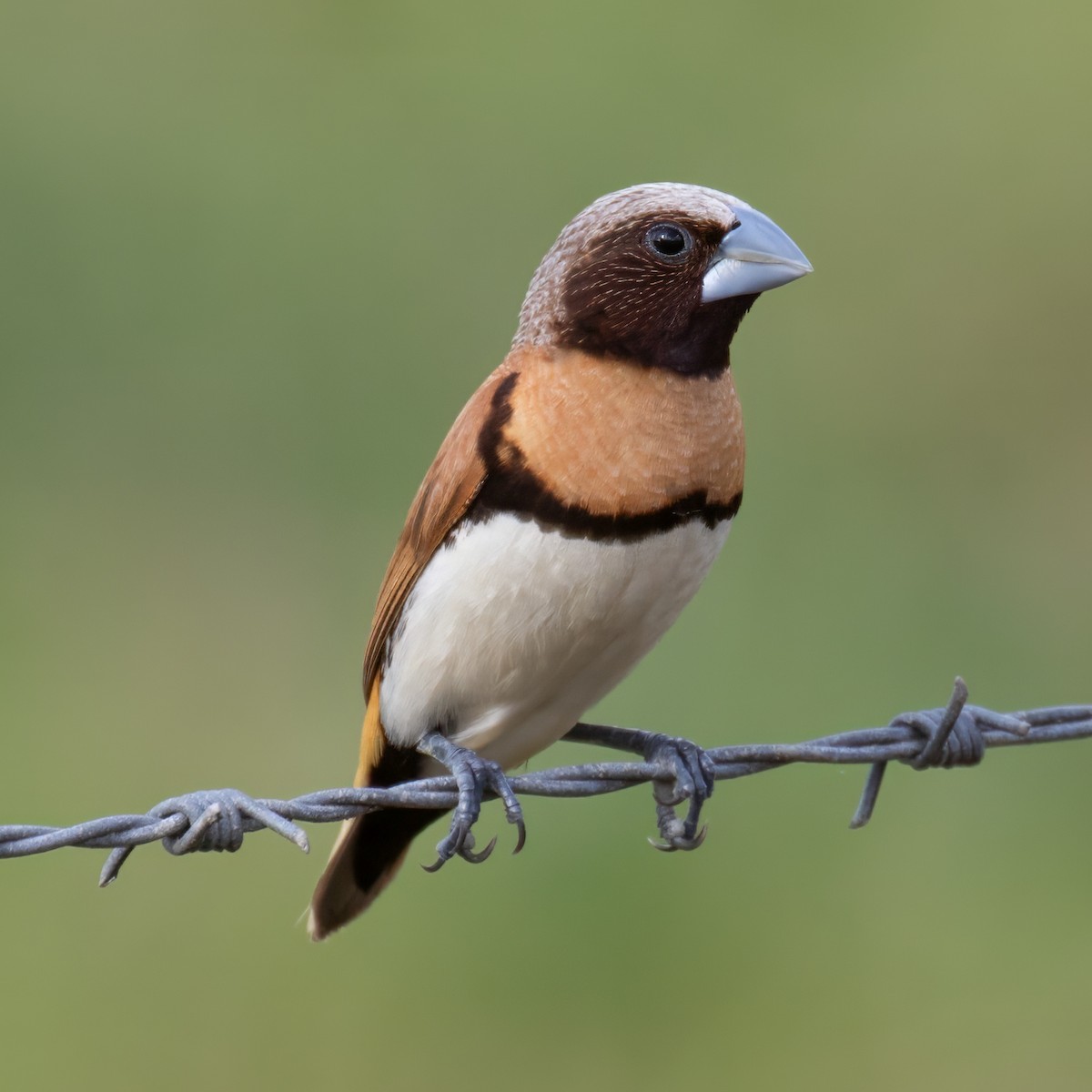 Chestnut-breasted Munia - ML622852789