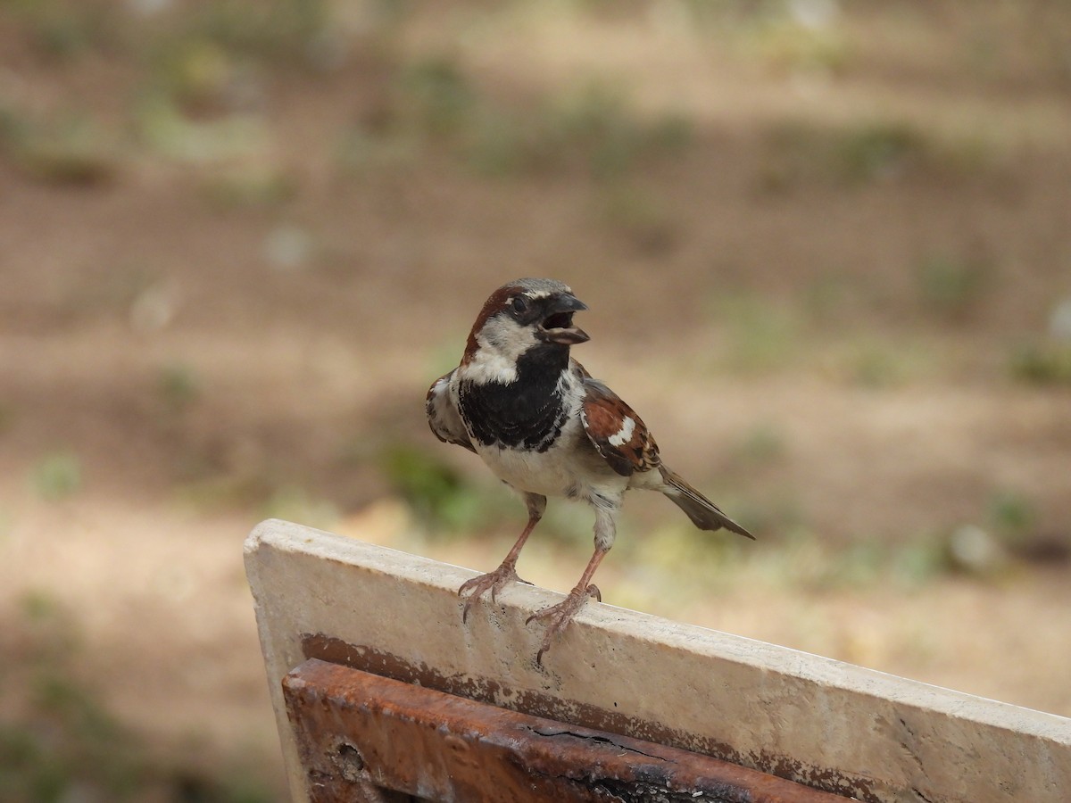 House Sparrow - Alexis Fernando Salazar García