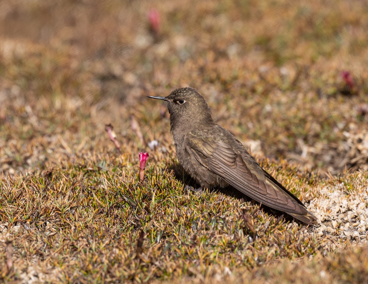 Olivaceous Thornbill - ML622852818
