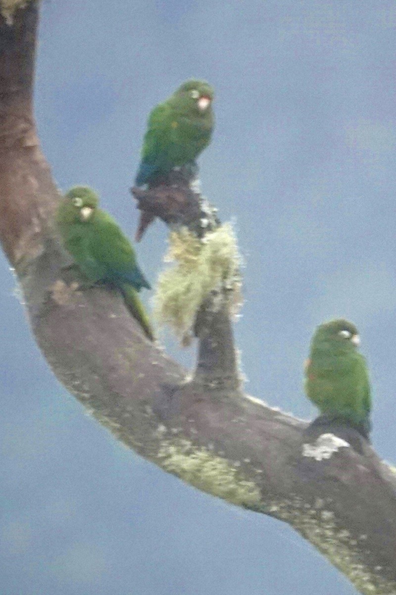 Santa Marta Parakeet - Chris McVittie