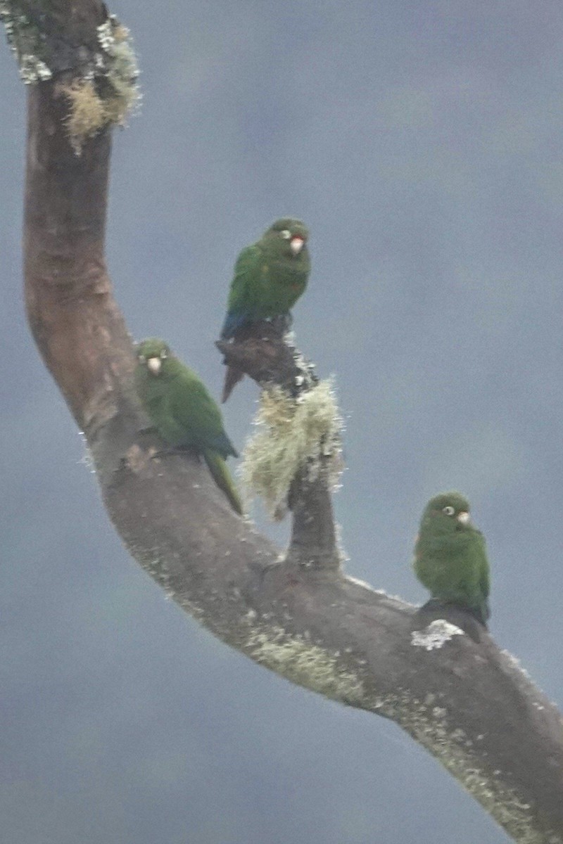 Santa Marta Parakeet - ML622852835