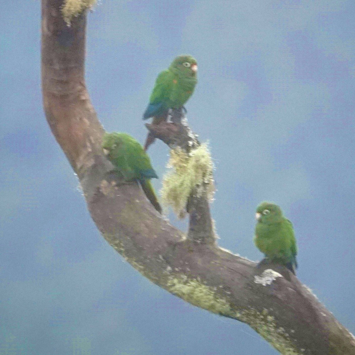 Santa Marta Parakeet - ML622852836