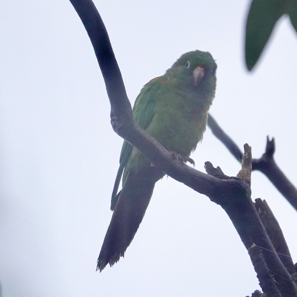 Scaly-naped Parrot - ML622852898