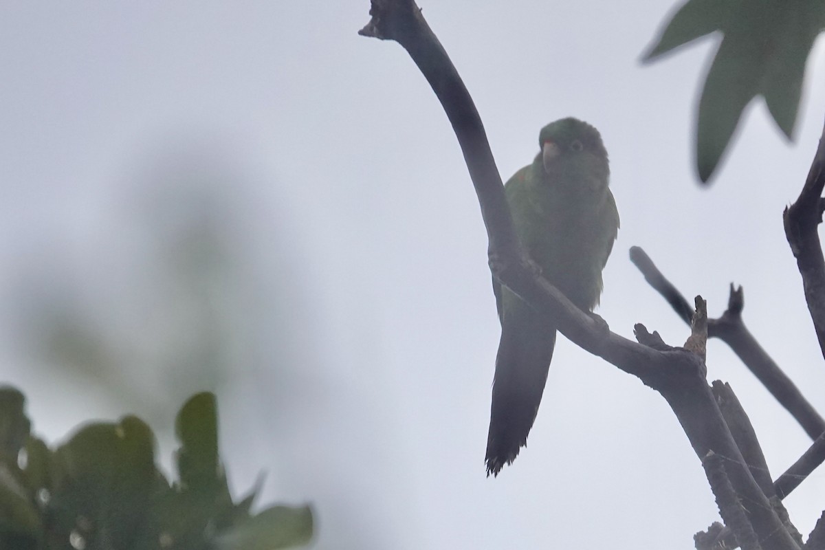 Scaly-naped Parrot - ML622852899