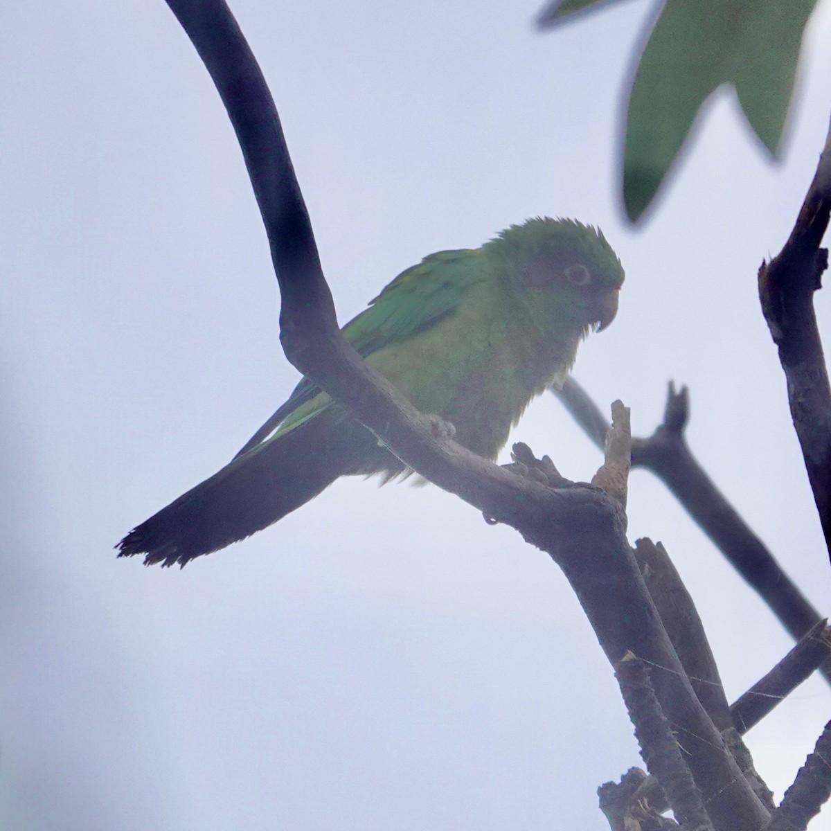 Scaly-naped Parrot - ML622852900