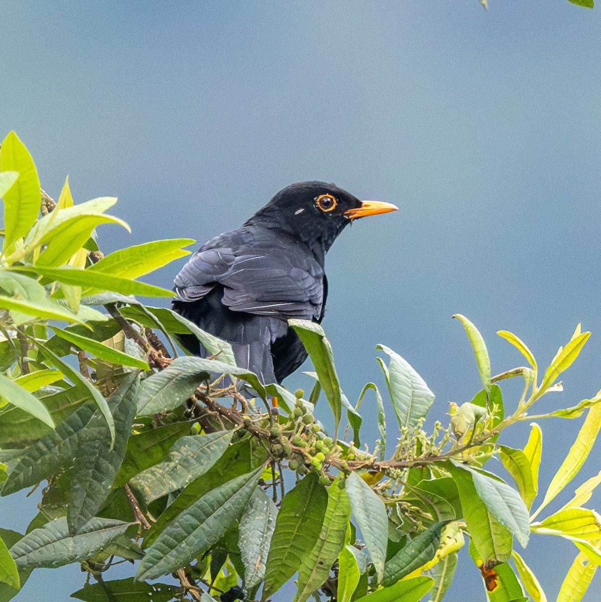 Glossy-black Thrush - ML622852915