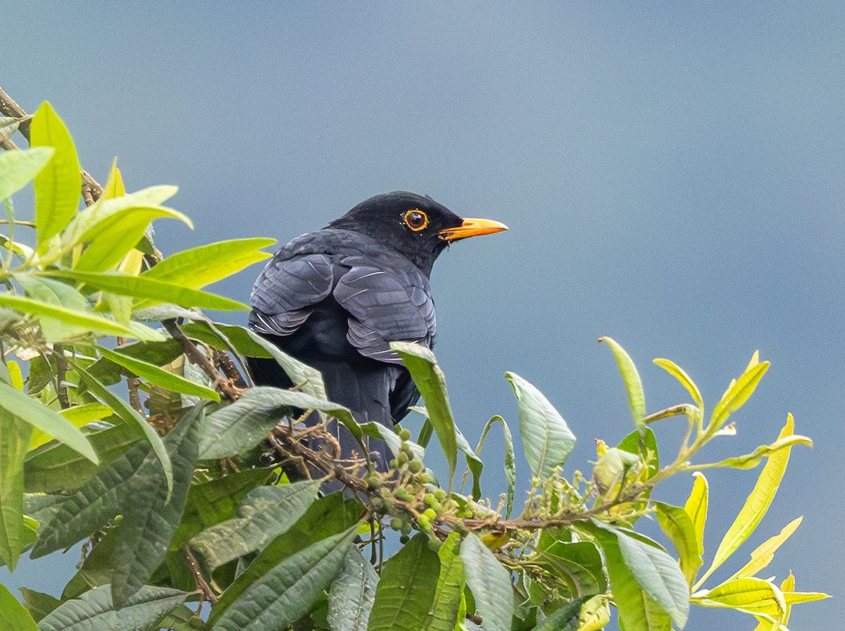 Glossy-black Thrush - Mel Senac