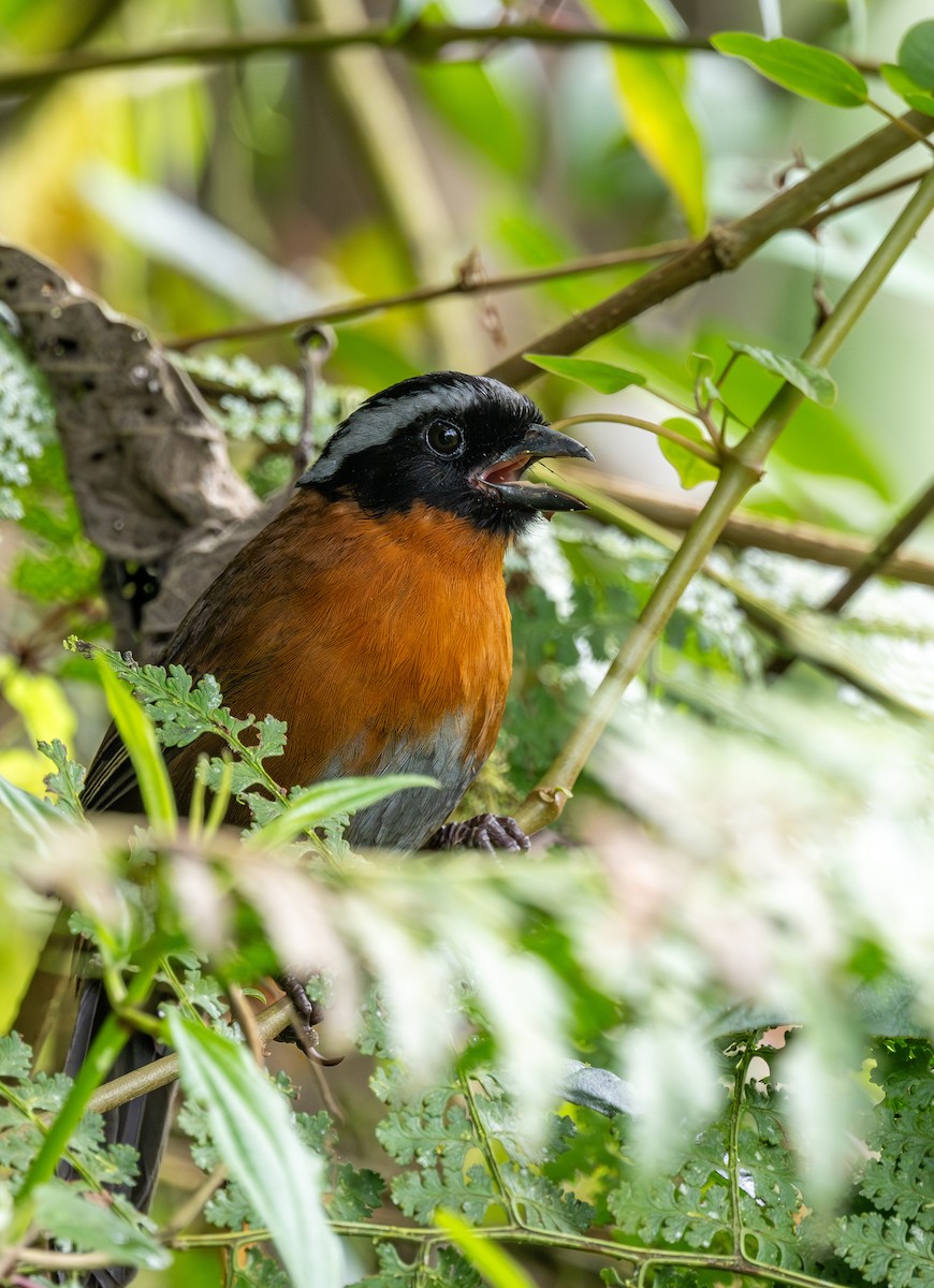 Tanager Finch - ML622852942