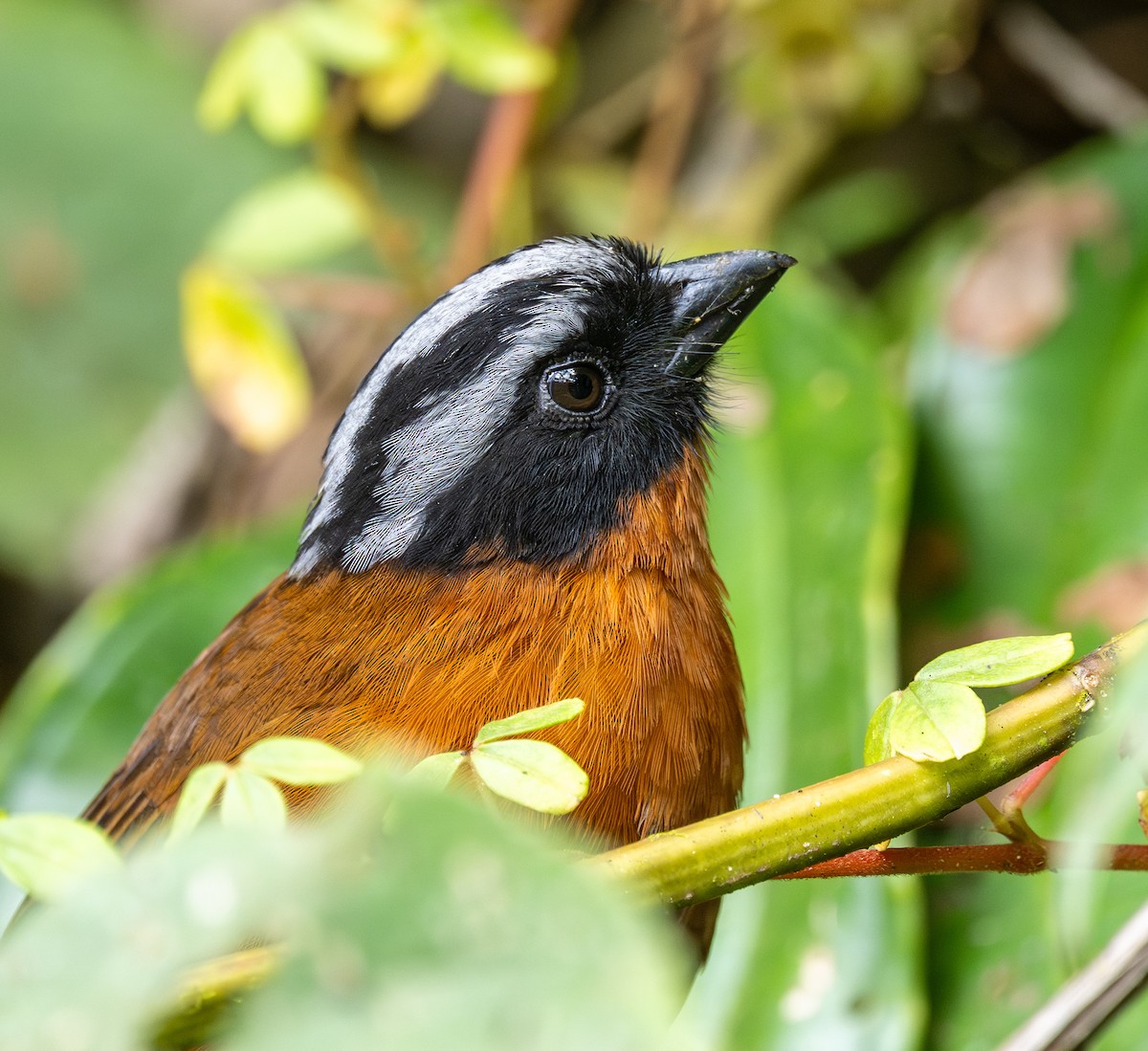 Tanager Finch - ML622852943