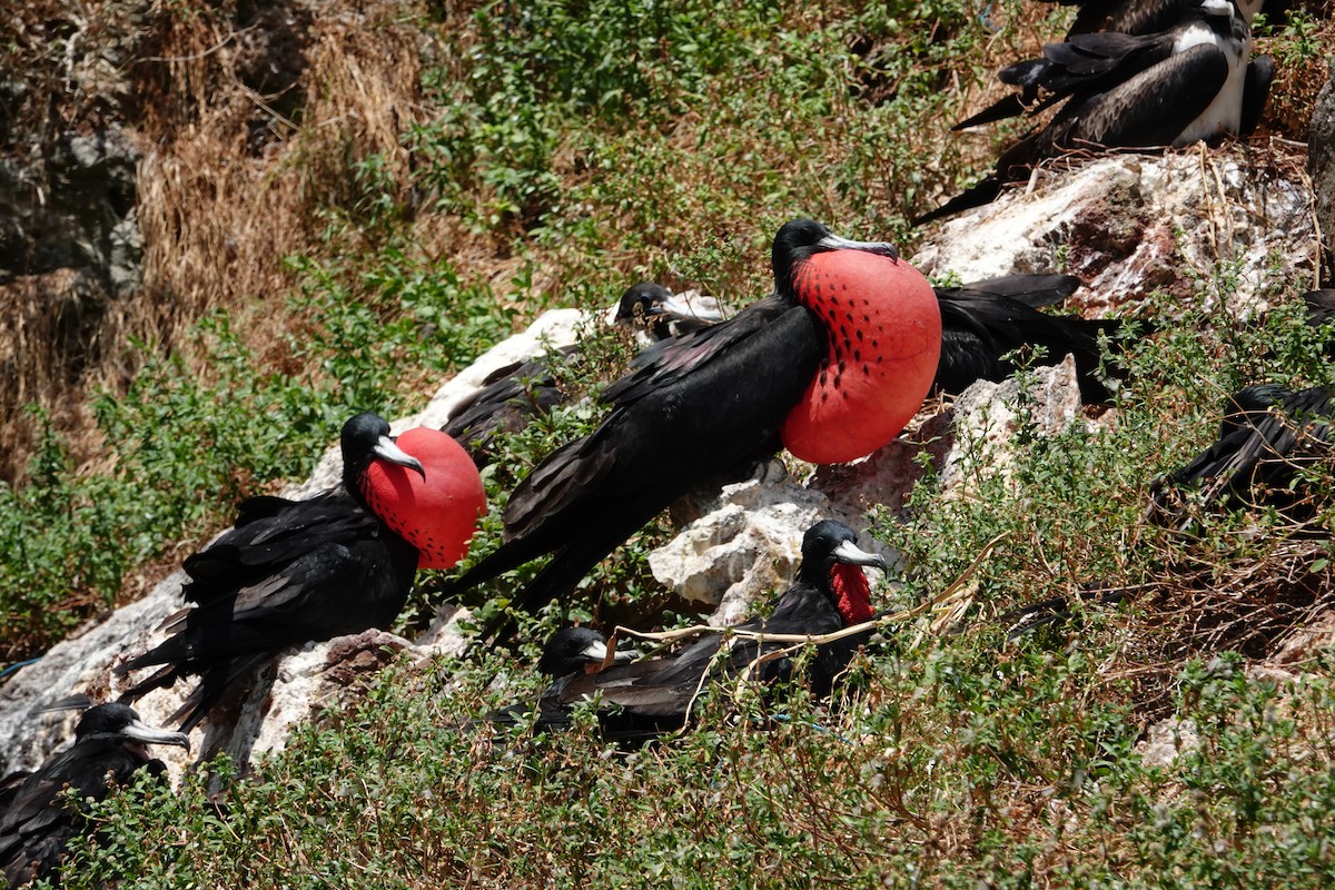 Magnificent Frigatebird - ML622853111