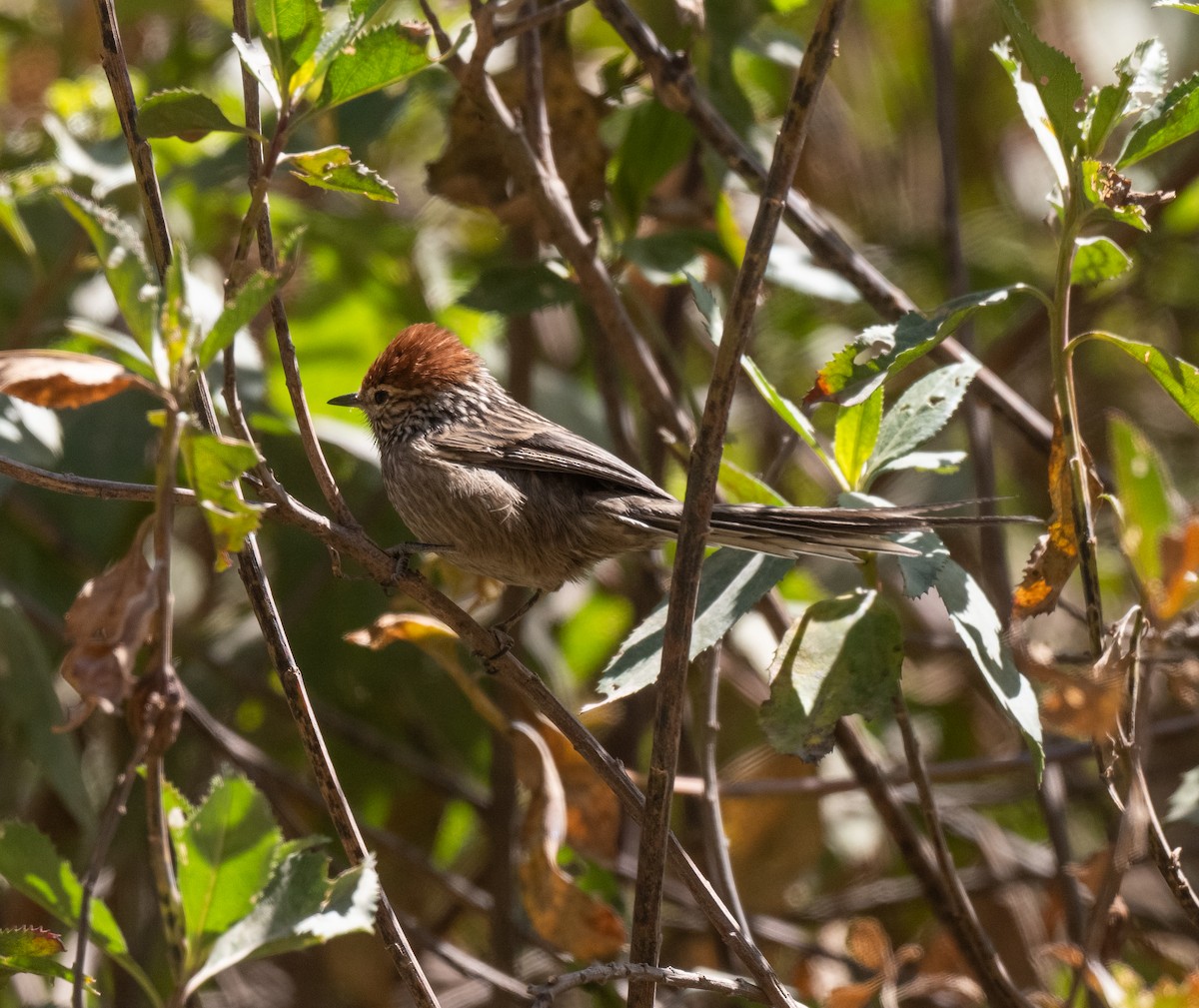 Rusty-crowned Tit-Spinetail - ML622853129