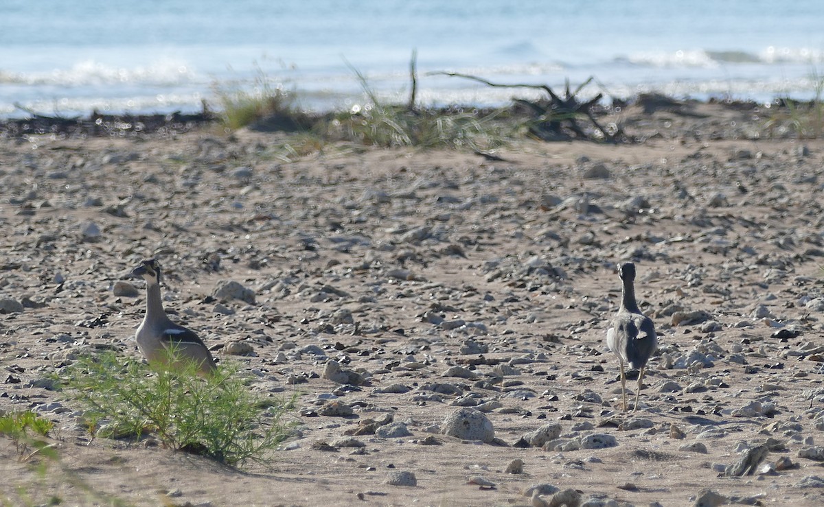 Beach Thick-knee - ML622853134