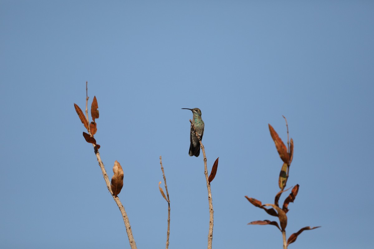 White-vented Violetear - ML622853246