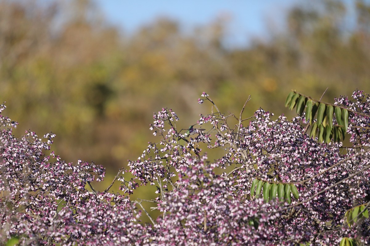 White-vented Violetear - ML622853247