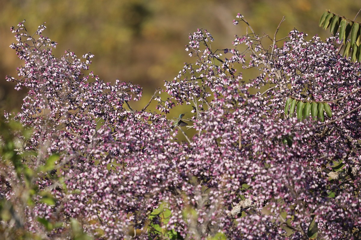 White-vented Violetear - ML622853248