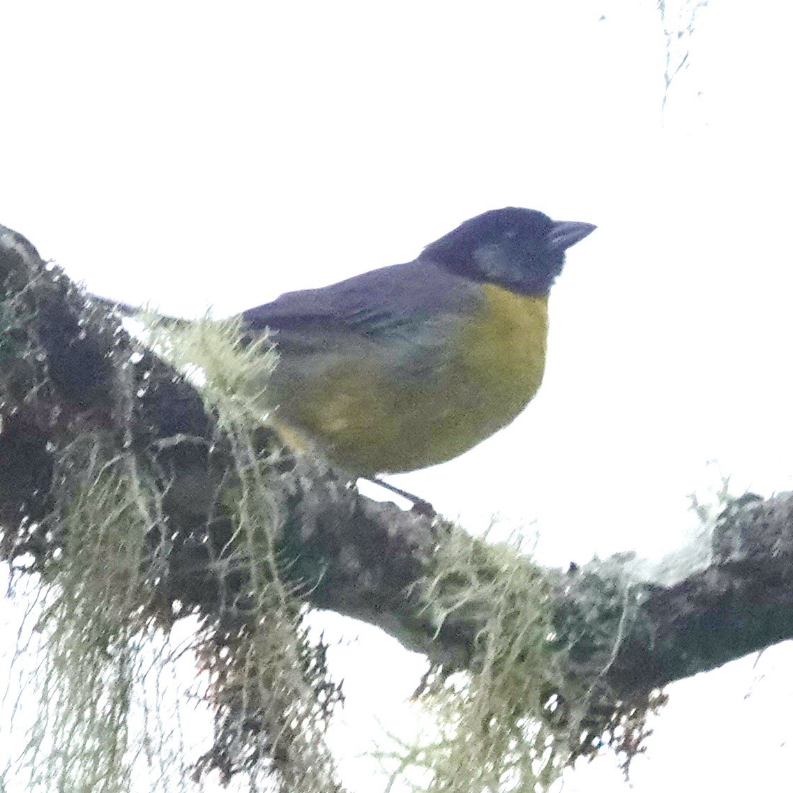 Santa Marta Brushfinch - ML622853252