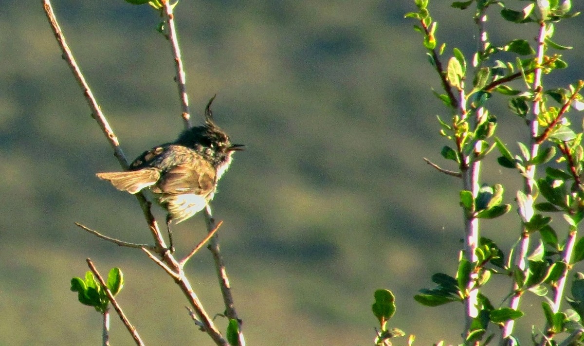 Tufted Tit-Tyrant - ML622853274