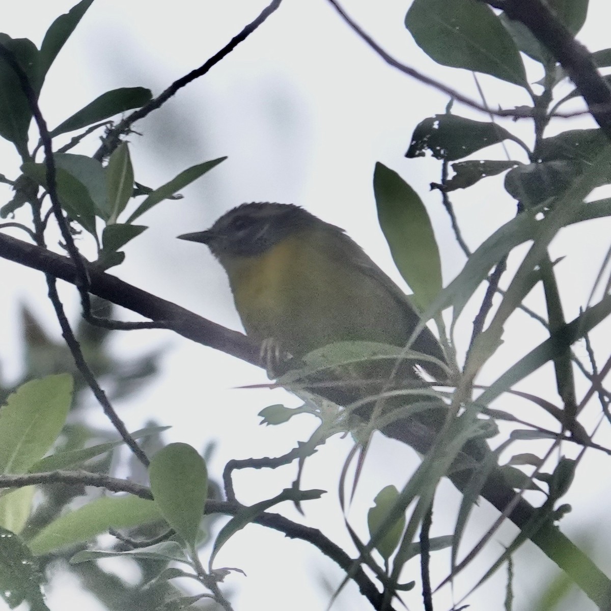 Santa Marta Warbler - ML622853345