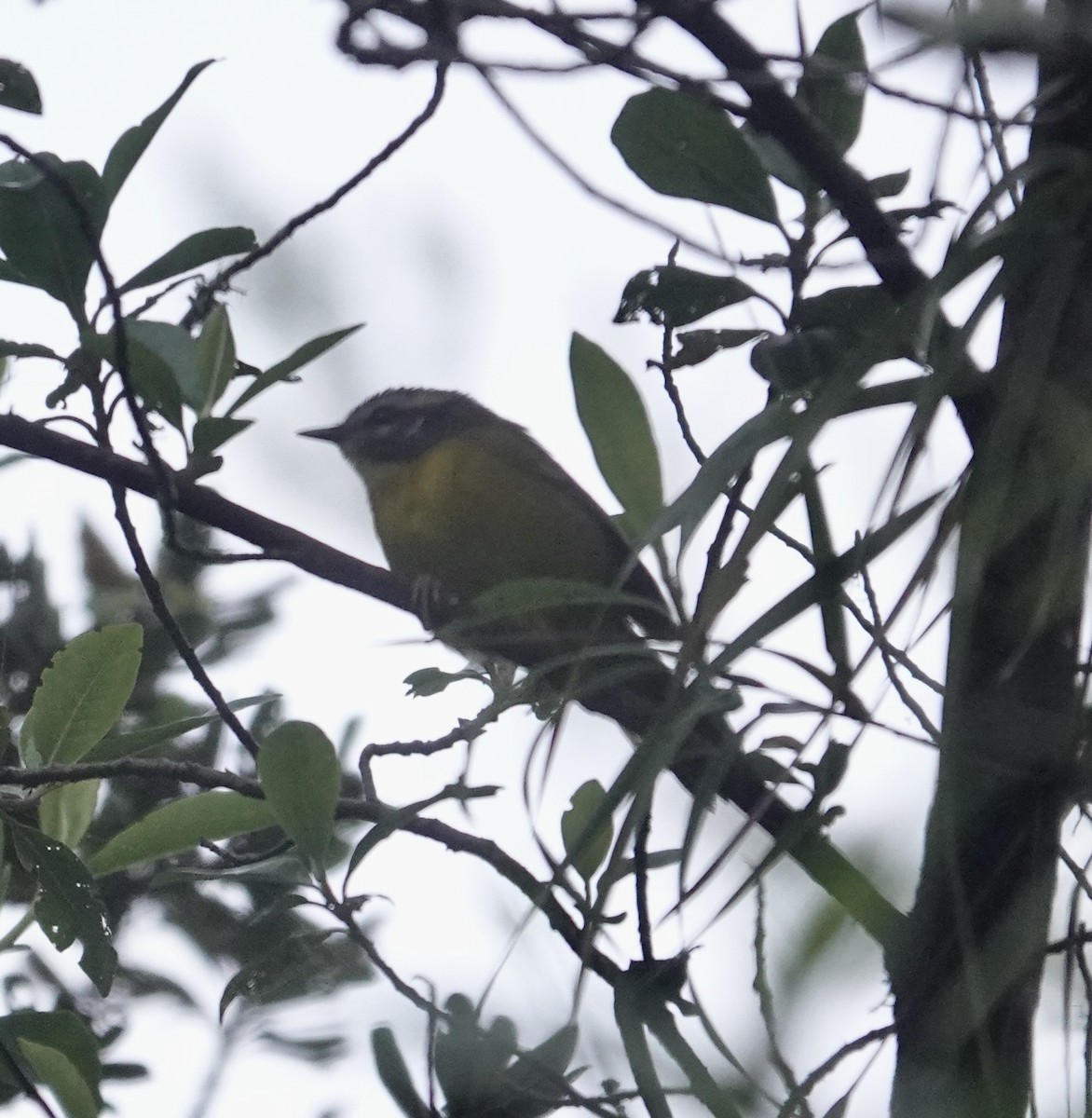 Santa Marta Warbler - ML622853346