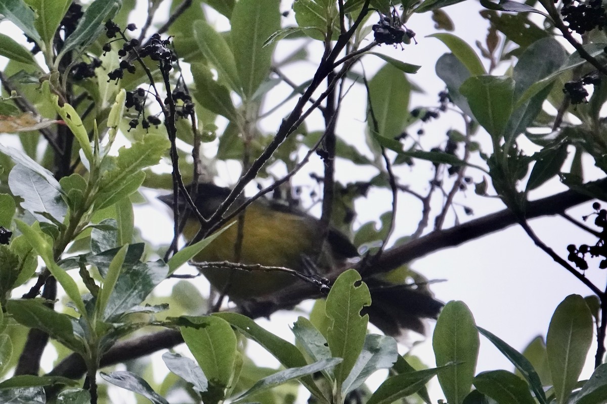 Santa Marta Warbler - ML622853347