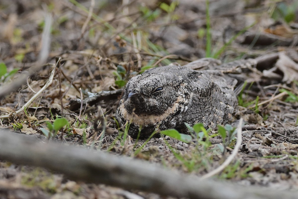 Band-winged Nightjar - ML622853433