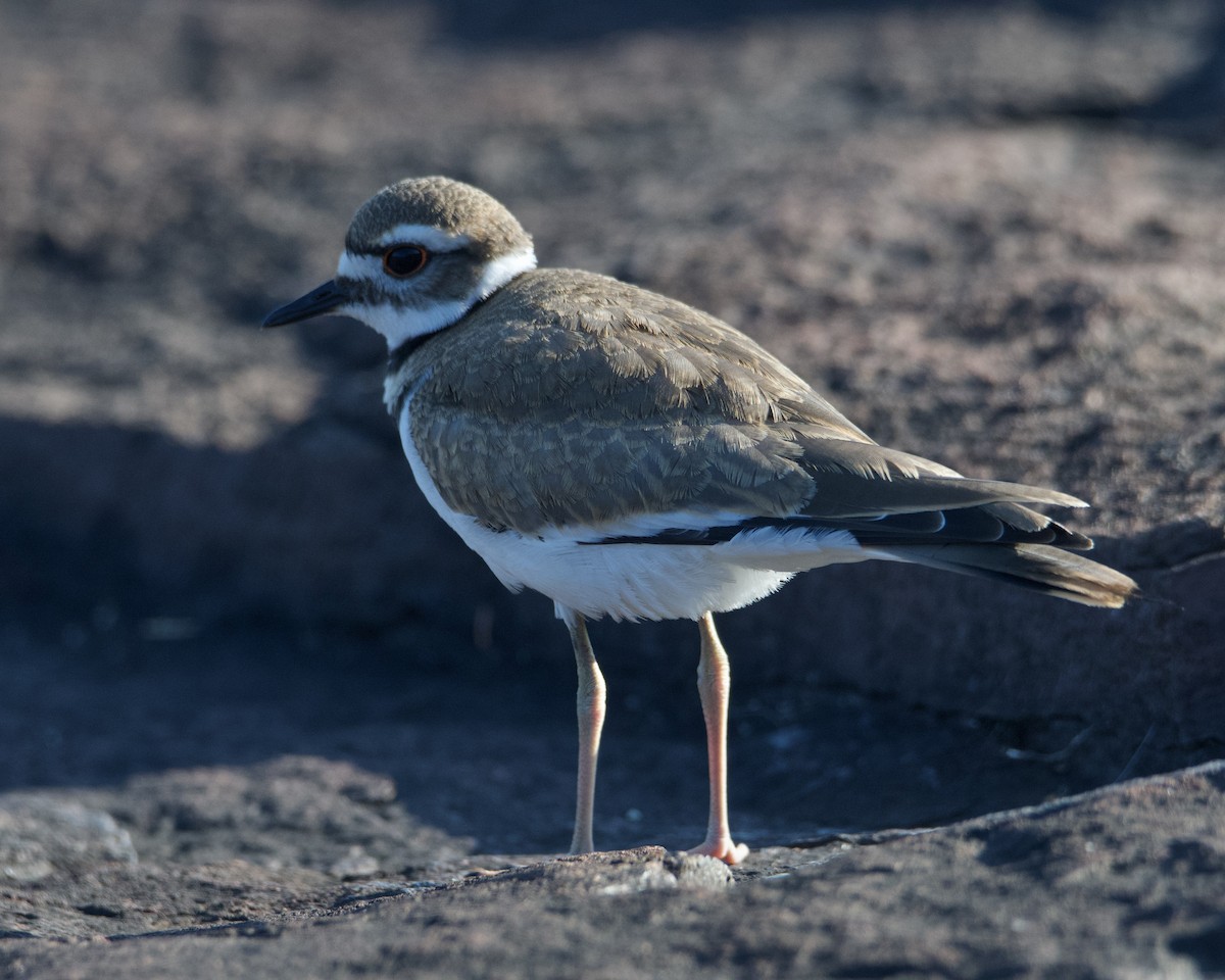 Killdeer - Larry Waddell