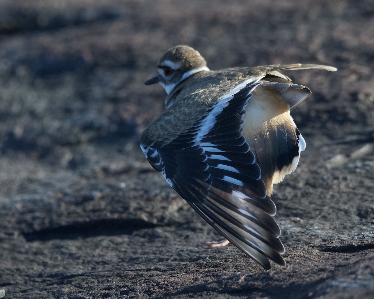 Killdeer - Larry Waddell