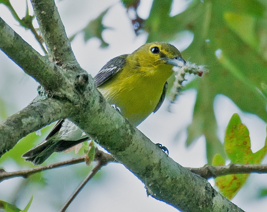 gulbrystvireo - ML62285351