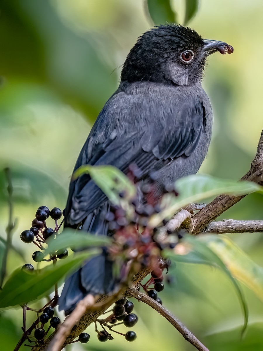 Yellow-thighed Brushfinch - ML622853526