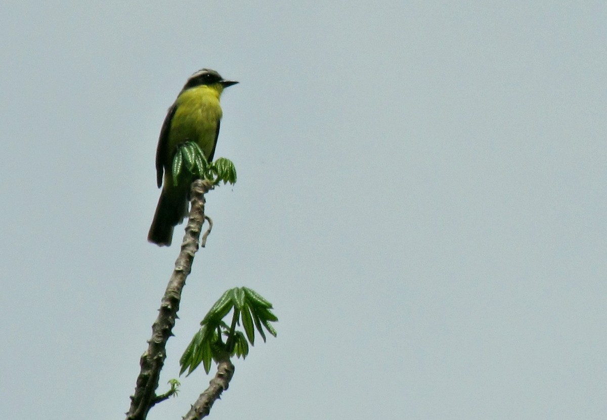 Three-striped Flycatcher - ML622853587