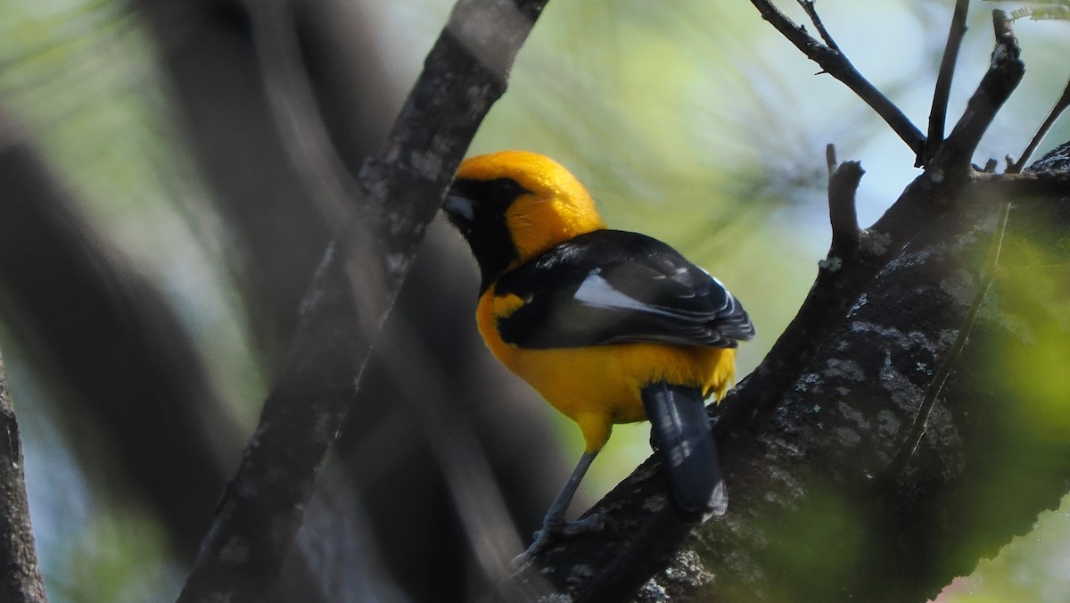 White-edged Oriole - Mike Grant