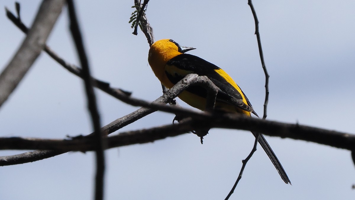 White-edged Oriole - ML622853625