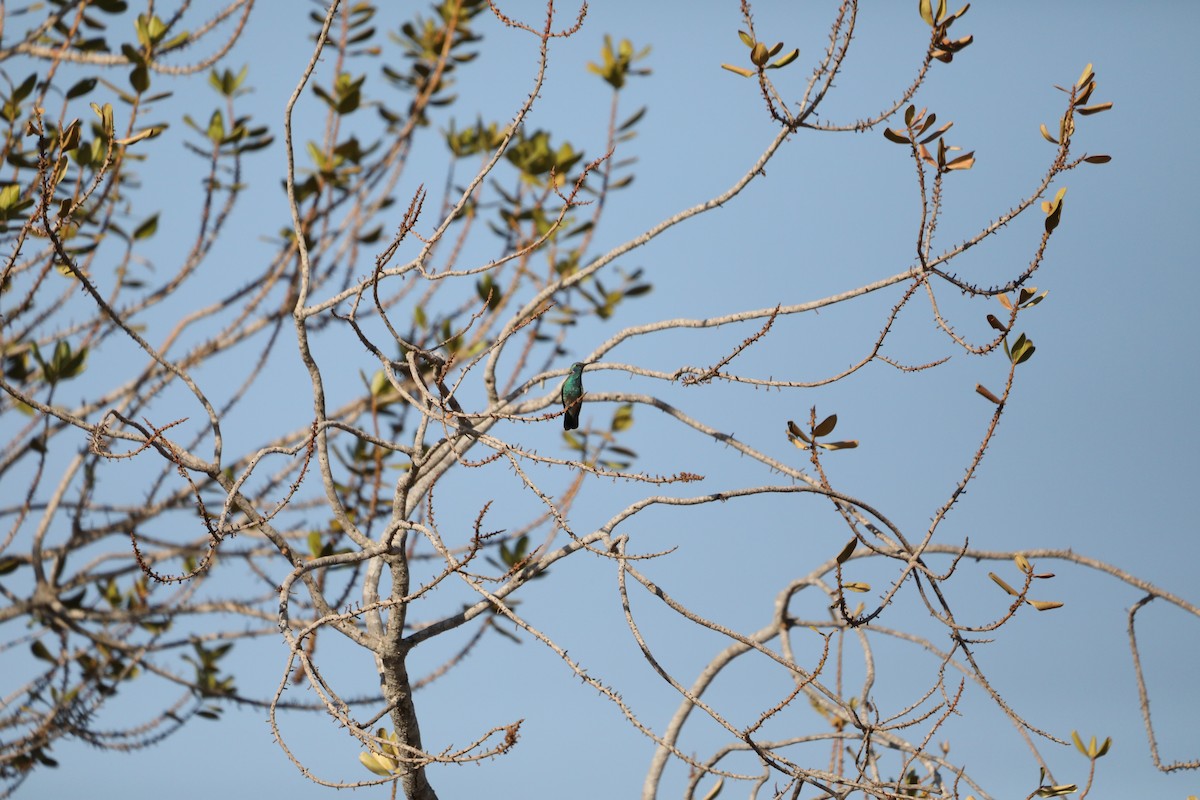 White-vented Violetear - ML622853660