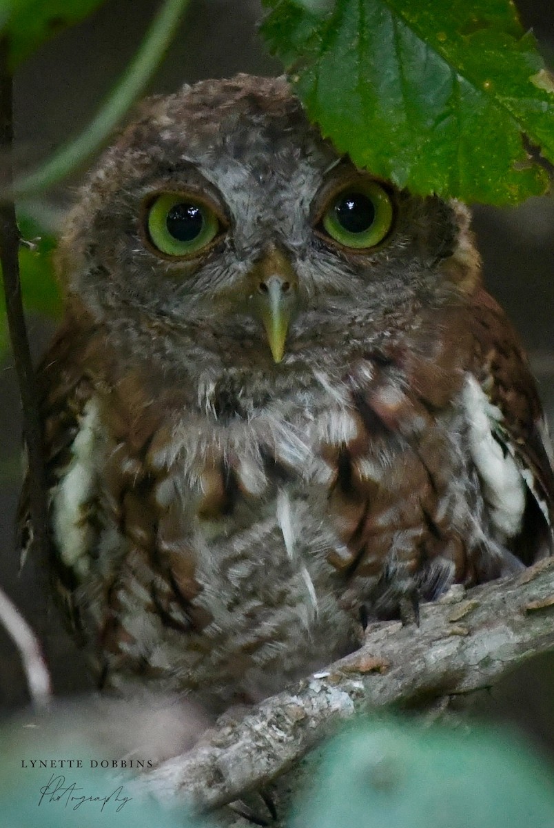 Eastern Screech-Owl - ML622853683