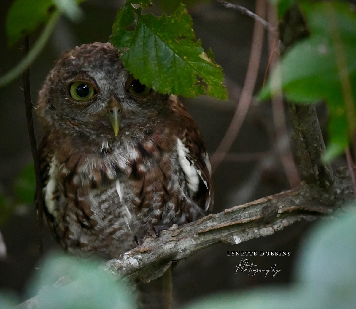 Eastern Screech-Owl - ML622853684