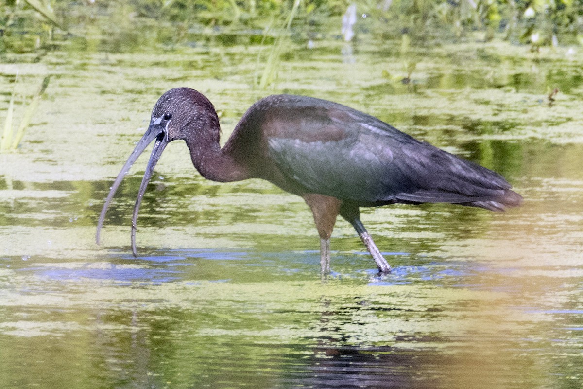 Glossy Ibis - Barb Zaenglein