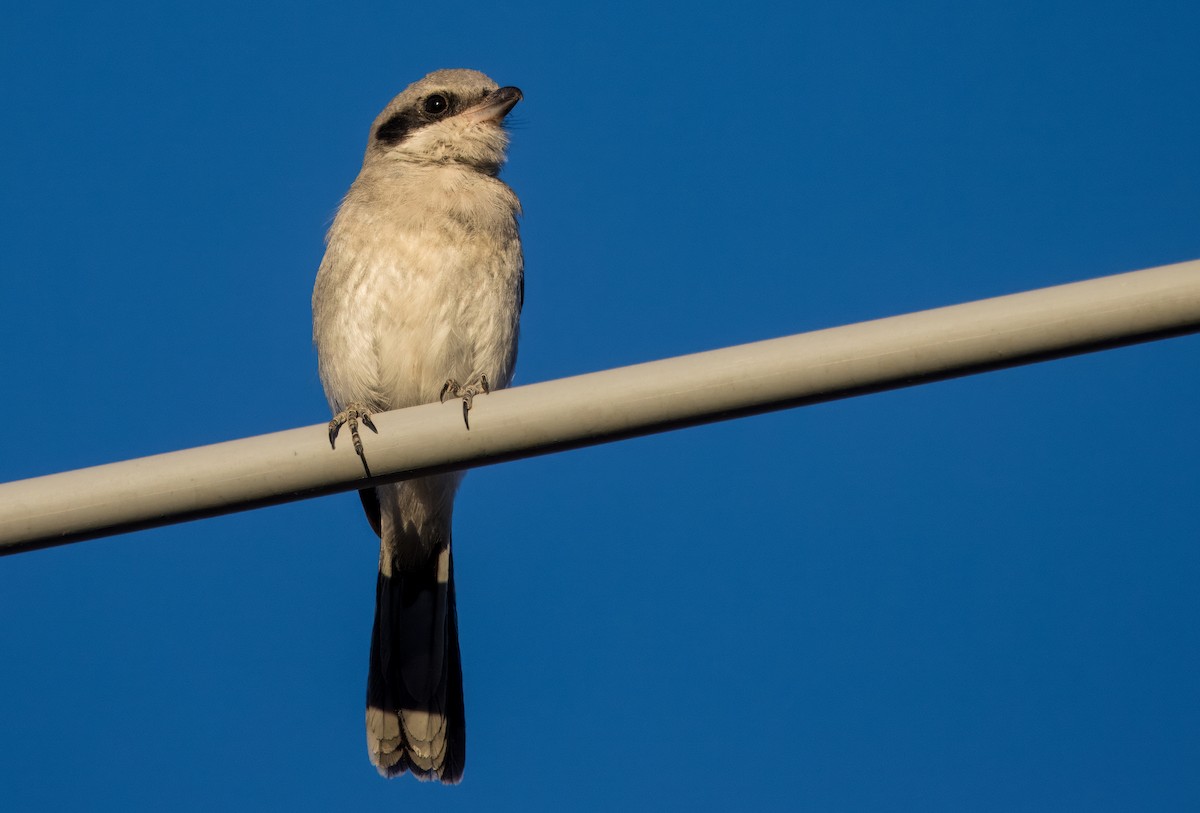 Loggerhead Shrike - ML622853719