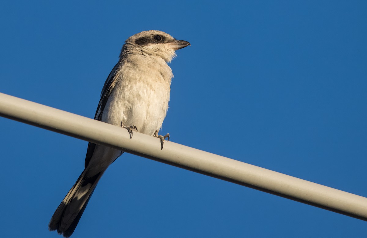 Loggerhead Shrike - ML622853720
