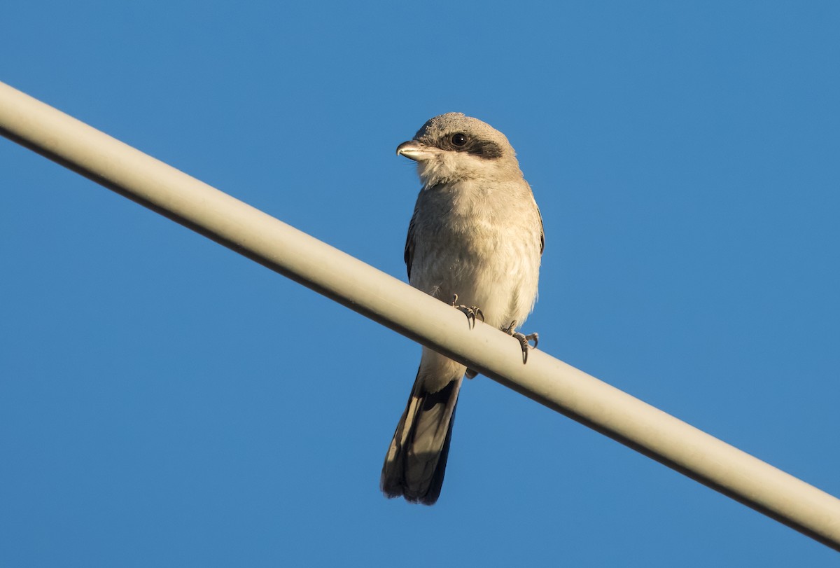 Loggerhead Shrike - ML622853723