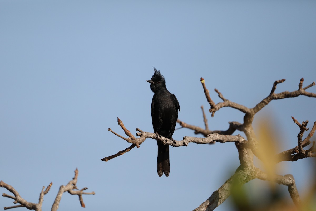 Crested Black-Tyrant - ML622853728