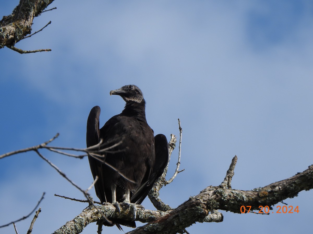 Black Vulture - ML622853767