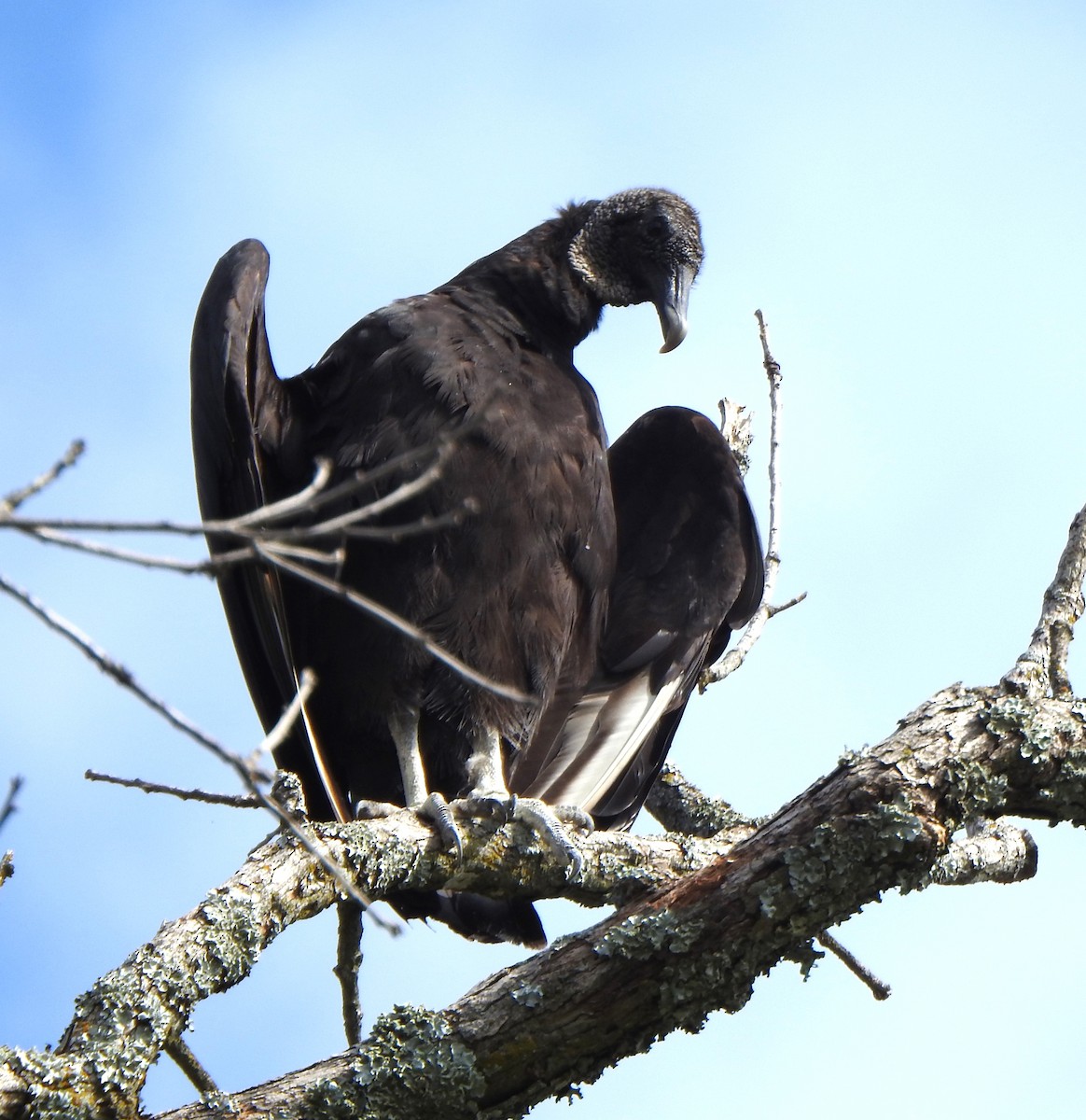 Black Vulture - ML622853775
