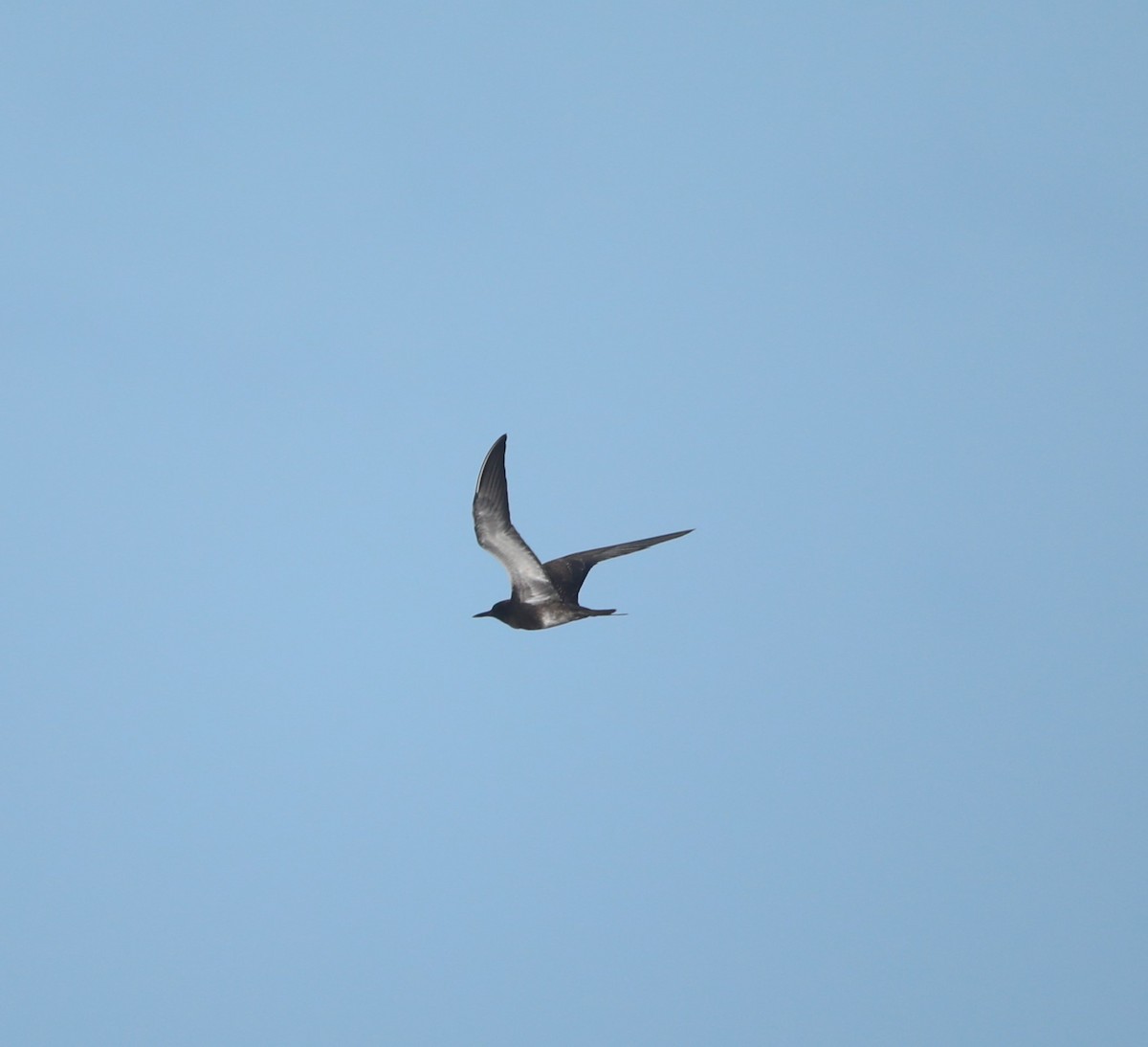 Sooty Tern - John Groskopf