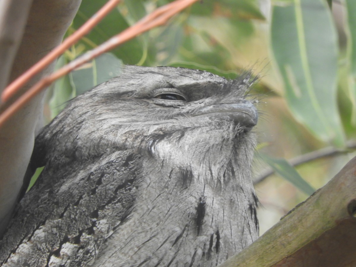 Tawny Frogmouth - Charles Silveira