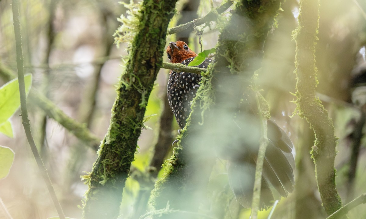 Ocellated Tapaculo - ML622853803