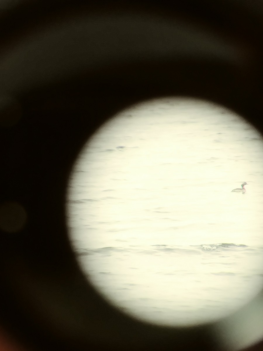 Horned Grebe - ML622853805