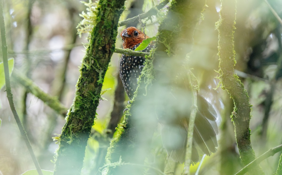 Tapaculo Ocelado - ML622853809