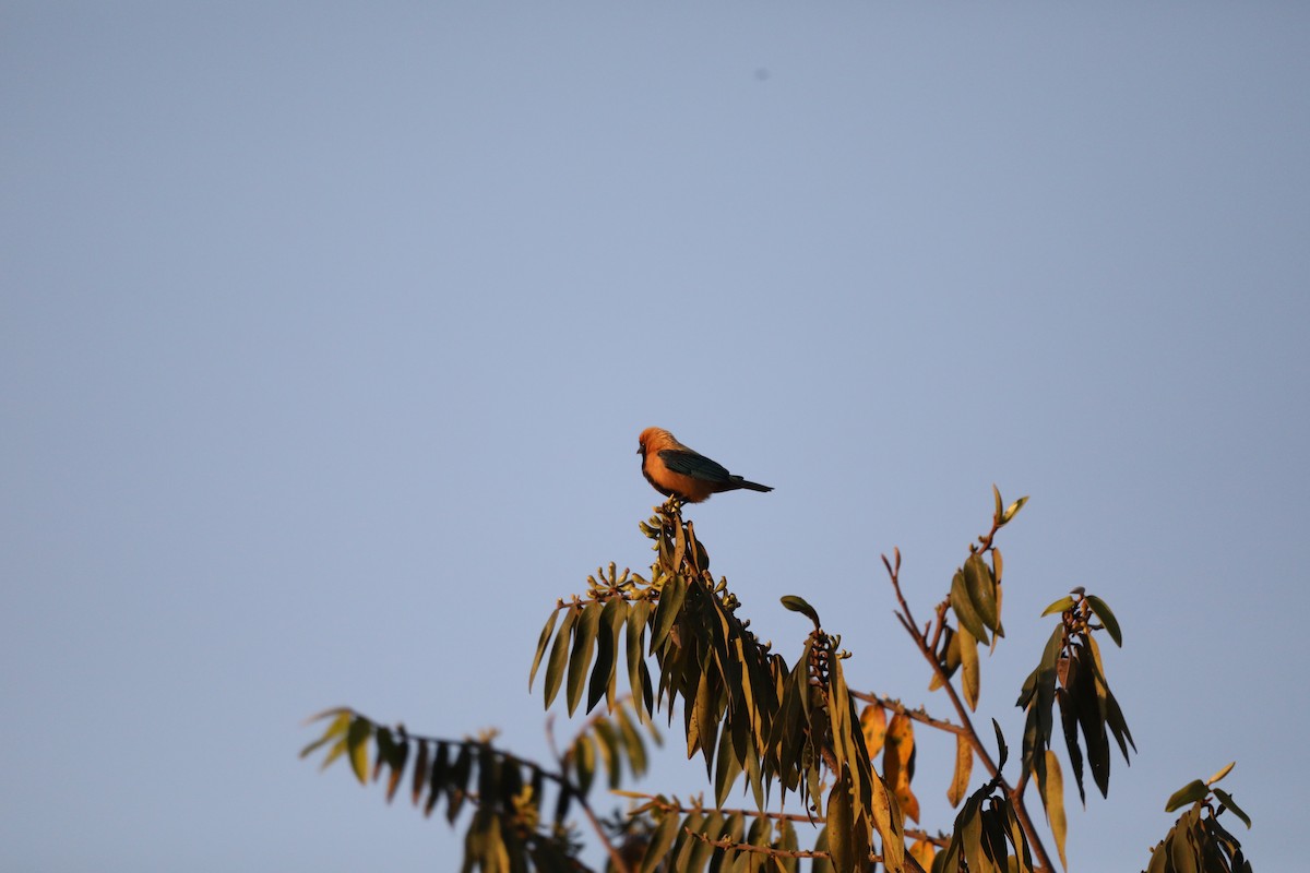 Burnished-buff Tanager - Márcio Alves Cardoso