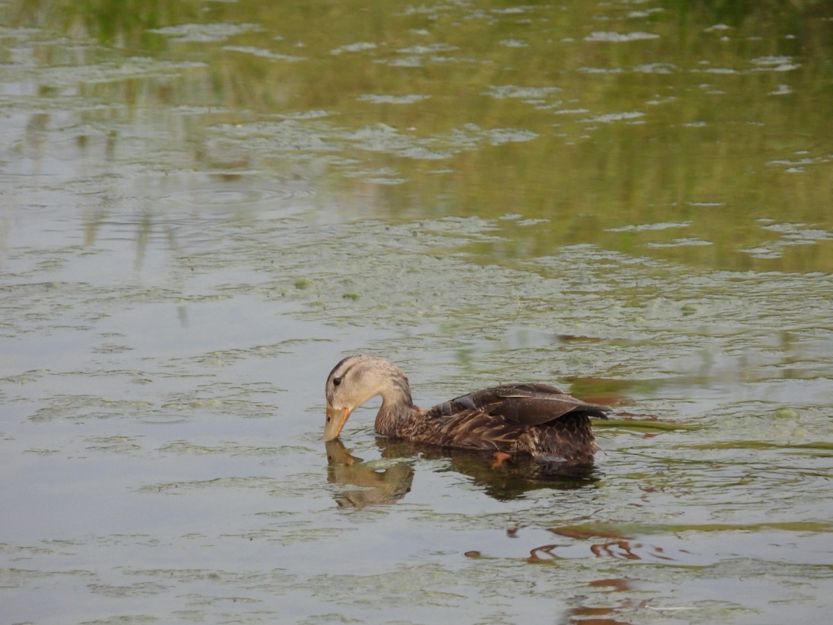 Canard colvert ou C. du Mexique - ML622853813